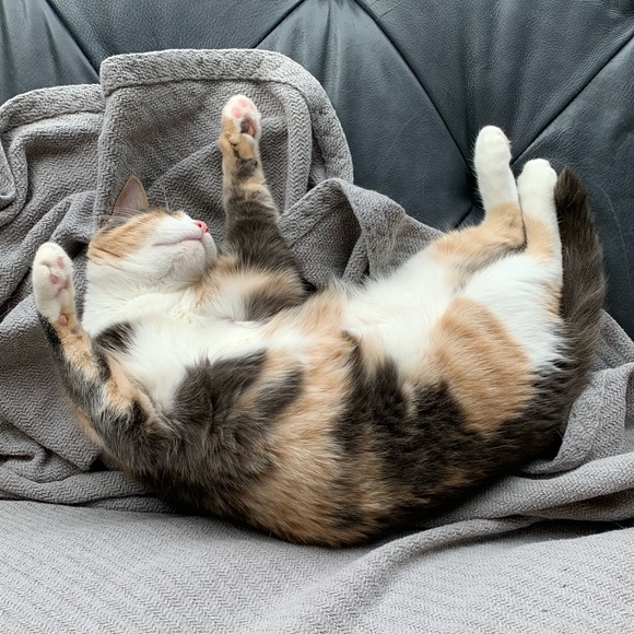 Lilly - Picture 3 of 10